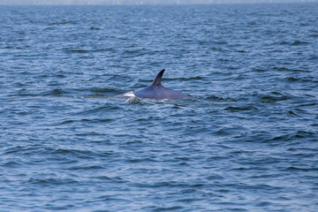 The dorsal fin of the Bryde's whale or Eden's whale in the sea at Phetchaburi Province, Thailand. Whale's back on the surface of the ocean.