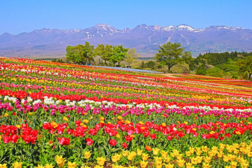 那須町　那須フラワーワールドのチューリップ畑