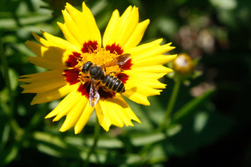 Bee Consuming Pollen and Nectar from a Sunflower 