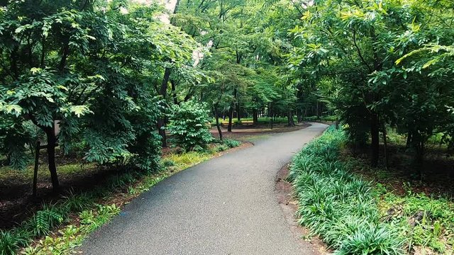 Summer day walk along green forest tree footpath in Mitaka, Japan. 100fps.