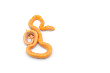 Beauty rat Snake albino isolated on white background