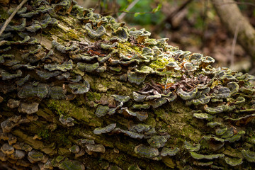 Mushrooms tinder fungi on a fallen tree
