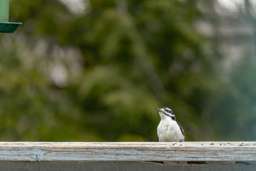 Woodpecker vying for the feeder landscape