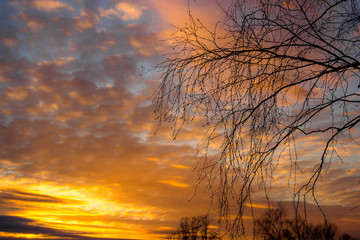 Obraz premium Colorful multicolor sunset behind silhouettes of trees 