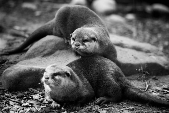 Otters At Chester Zoo