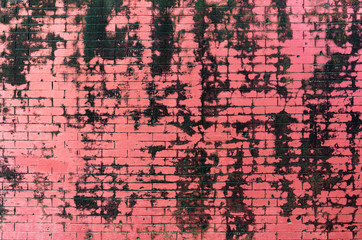Dirty and black mold on red old brick wall , grunge wall background 