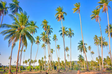 Fototapeta premium Coconut plantation under blue sky in summer season of tropical region. Coconut tree in Samui Island, Thailand.