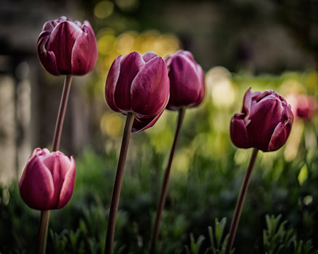 Close-up Of Maroon Tulips Blooming In Park