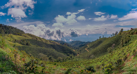 Obraz premium coffe landscape