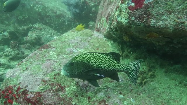 Harlequin sweetlips swim between rocks   