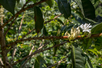 coffe flower
