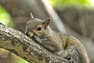 Florida Squirrel