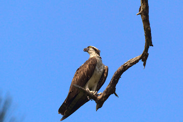 Osprey
