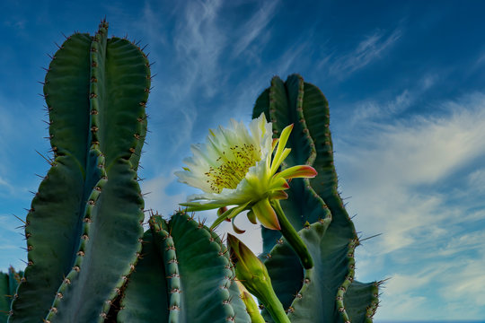 Cacctus flower