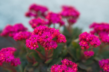 Blossom Kalanchoe. Flaming Katy, or Kalanchoe Blossfeldiana, the most popular succulent plant from Kalanchoe genus.