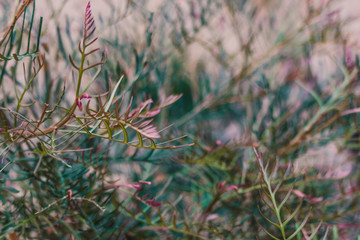 native Australian grevillea red hooks plant outdoor