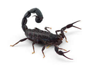 African venom Scorpion isolated on white background