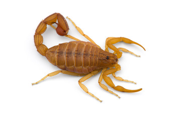 African venom Scorpion isolated on white background