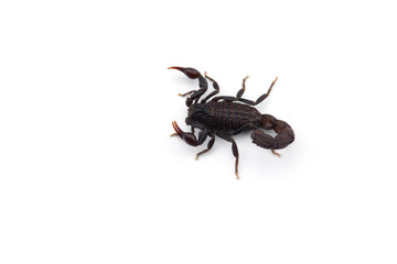 African venom Scorpion isolated on white background