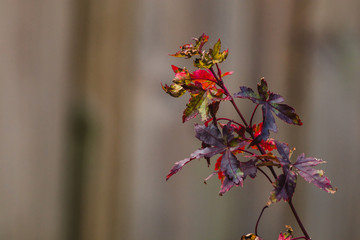 tiny red Japanese maple plant in pot outdoor in sunny backyard