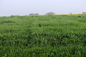 Fototapeta na wymiar green field, wheat crop environment