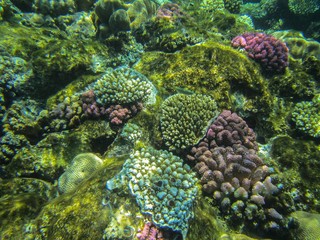Coral reef in the Red Sea with fish