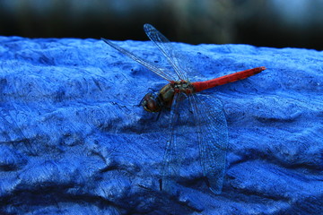 A Red Dragonfly in a Close-up against Blue Background