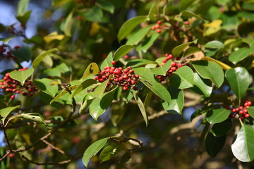 Ilex rotunda (Round leaf holly / Aquifoliaceae evergreen tall tree