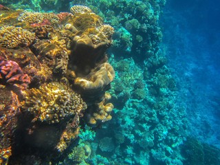 Coral reef in the Red Sea with fish