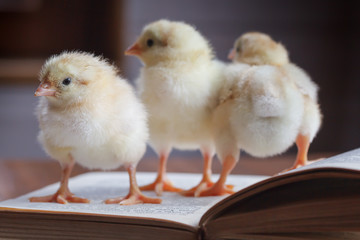 Three cute fluffy chickens stands on an open book.