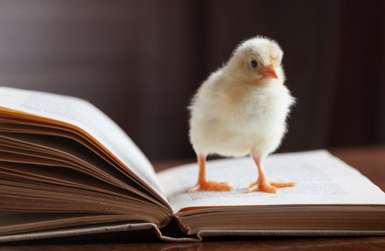 A cute fluffy chicken stands on an opened book.