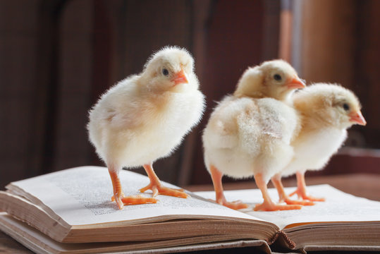 Three cute fluffy chickens stands on an open book.