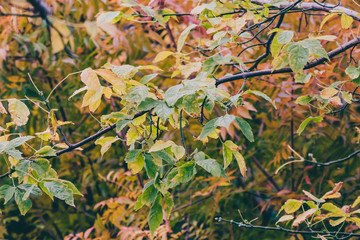 autumn colors on trees with vibrant yellow and orange leaves