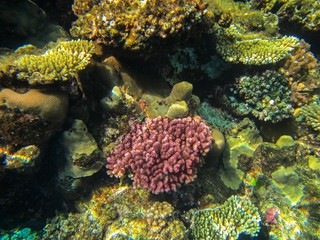 Coral reef in the Red Sea with fish