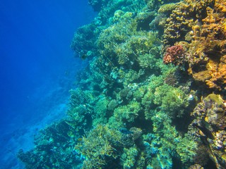 Fototapeta na wymiar Coral reef in the Red Sea with fish