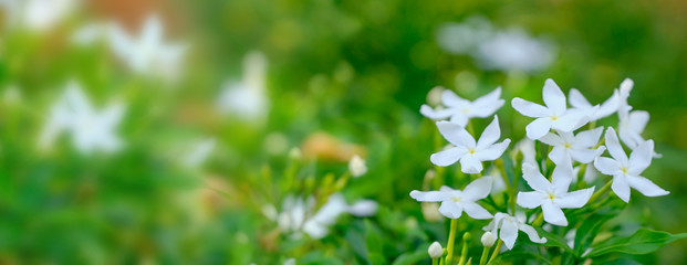 Nature White flower background. Blurred green and white bokeh peaceful nature