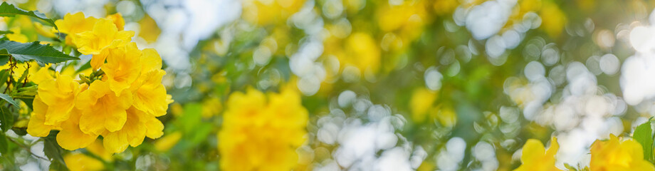 Nature yellow flower (Yellow elder) background. Blurred yellow, green and white bokeh peaceful nature