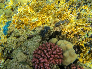 Fototapeta premium Coral reef in the Red Sea 