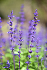 close up of lavender flower