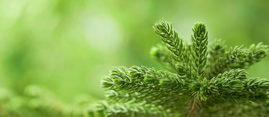 Christmas tree, Green leaves on green background
