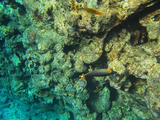 Coral reef in the Red Sea with fish