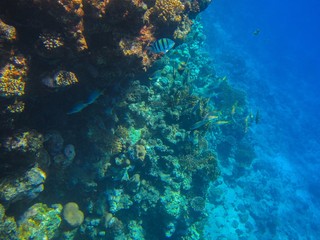 Coral reef in the Red Sea 
