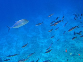 Fish in the Red Sea