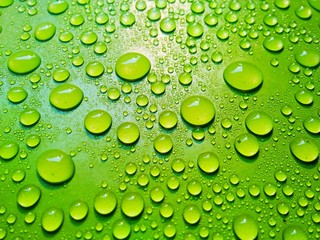 green leaf with water drops