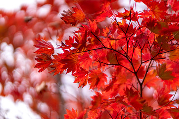 Beautiful Maple leaf in Autumn Season.
