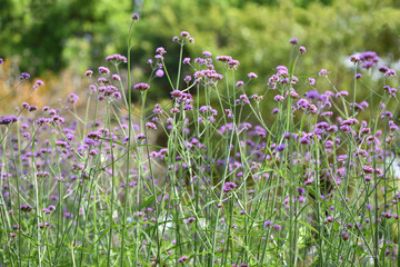 Verbena in a field