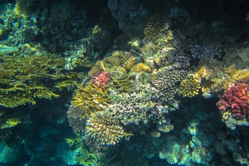 Plakat Coral reef in the Red Sea