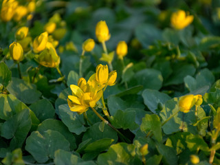 beautiful first spring yellow flowers in the manor park, close-up view