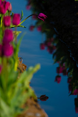 チューリップとチューリップの映り込み