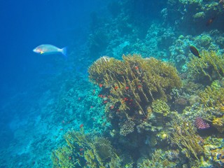 Naklejka na ściany i meble Coral reef in the Red Sea